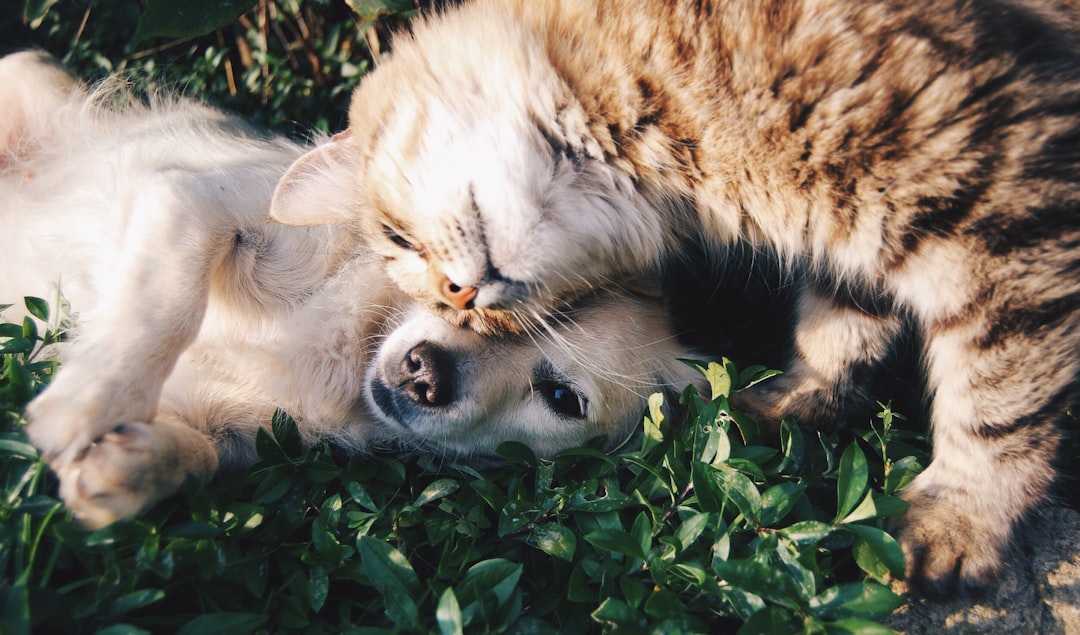 Opdagelsen af Din Favorit Pet Store: En Guide til Dyreentusiaster