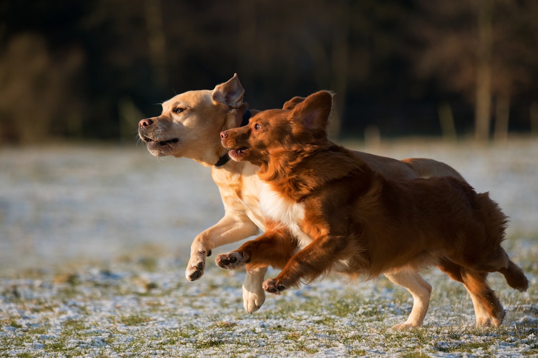 Starmark: En Spejling af Innovative Løsninger til Hunde